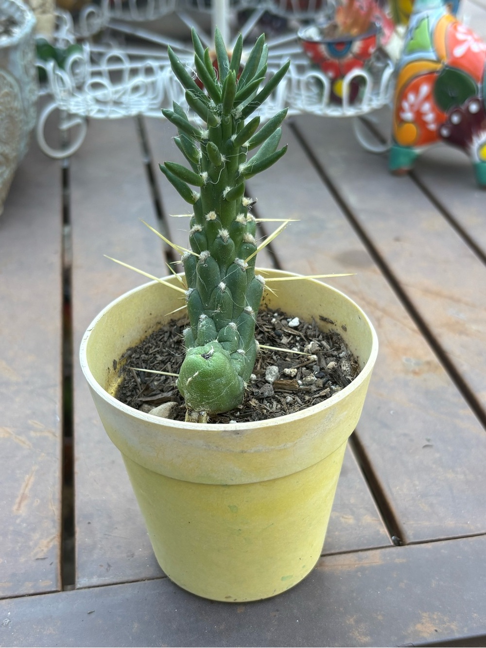 Potted Green Cactus in Yellow Planter Eves Needle